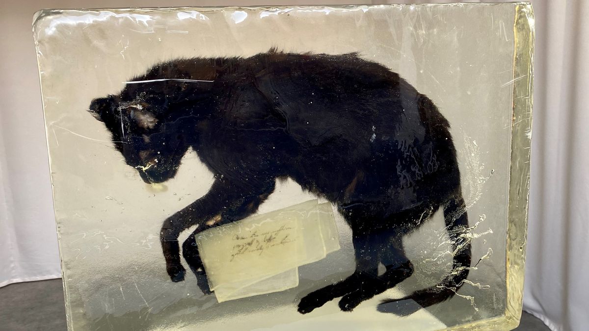 Mrtvá kočka v epoxidu vyvolala v galerii v Přerově bouřlivé reakce. Zakryli ji roletou
